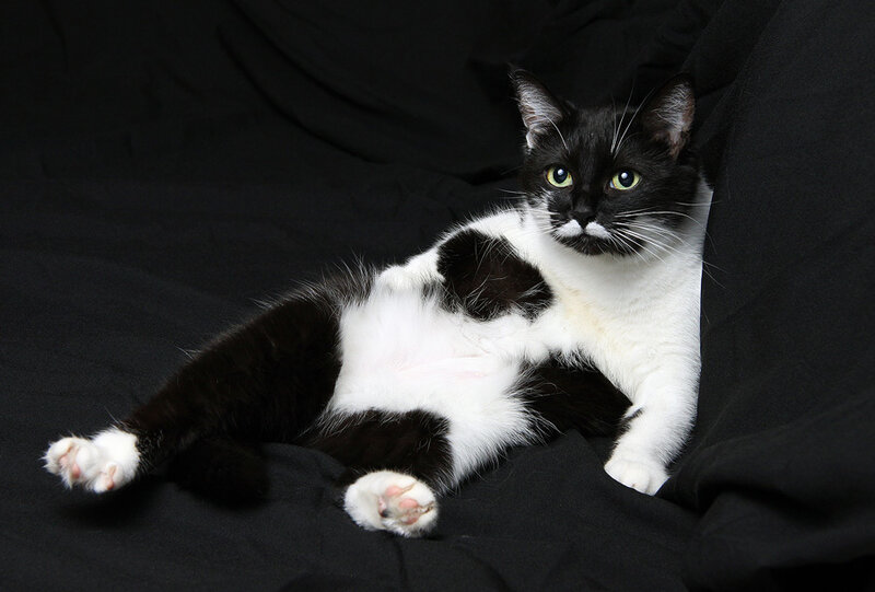 Black and White Cat — Calm, Photograph