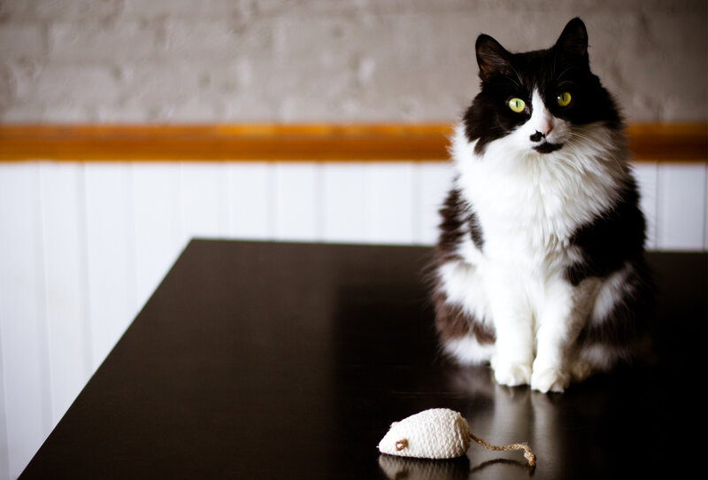 Black and White Cat — Calm, Photograph, Toy Mouse, Table