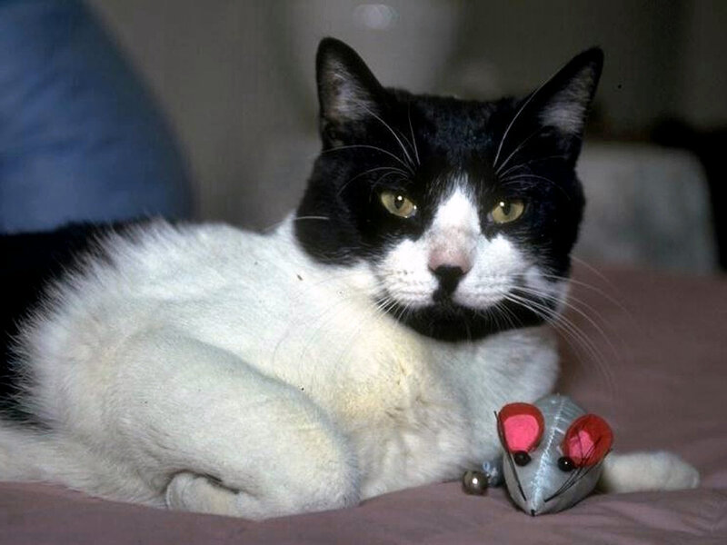 Black and White Cat — Calm, Photograph, Toy Mouse