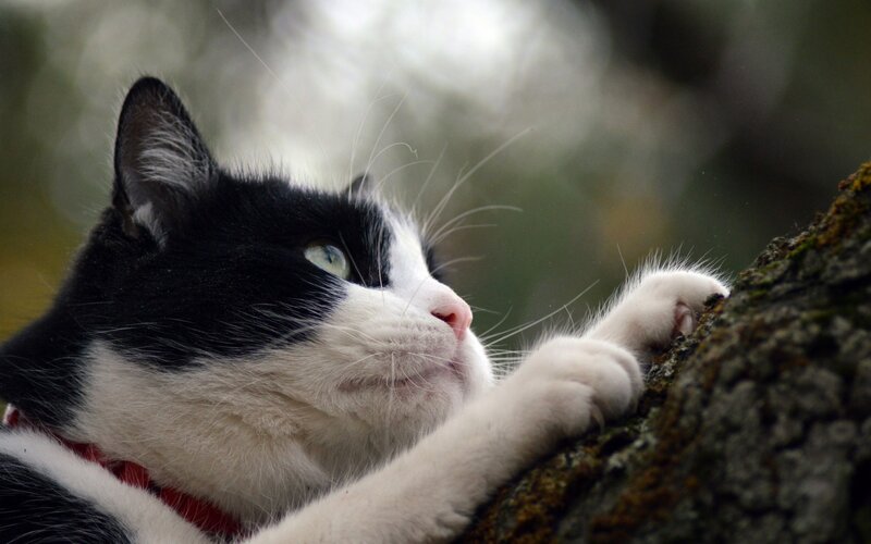 Black and White Cat — Calm, Photograph, Tree
