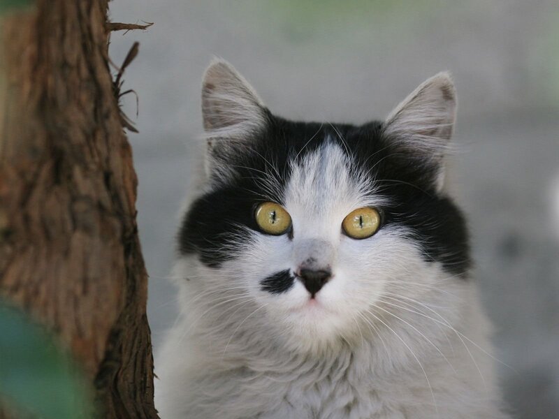 Black and White Cat — Calm, Photograph, Tree Trunk