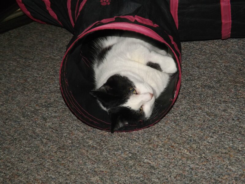 Black and White Cat — Calm, Photograph, Tunnel