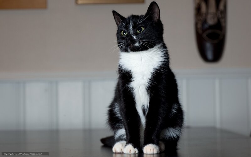 Black and White Cat — Calm, Photograph, Wall, Table