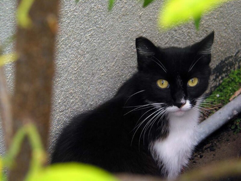 Black and White Cat — Calm, Photograph, Wall