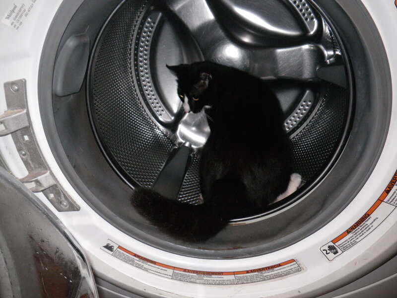Black and White Cat — Calm, Photograph, Washing Machine