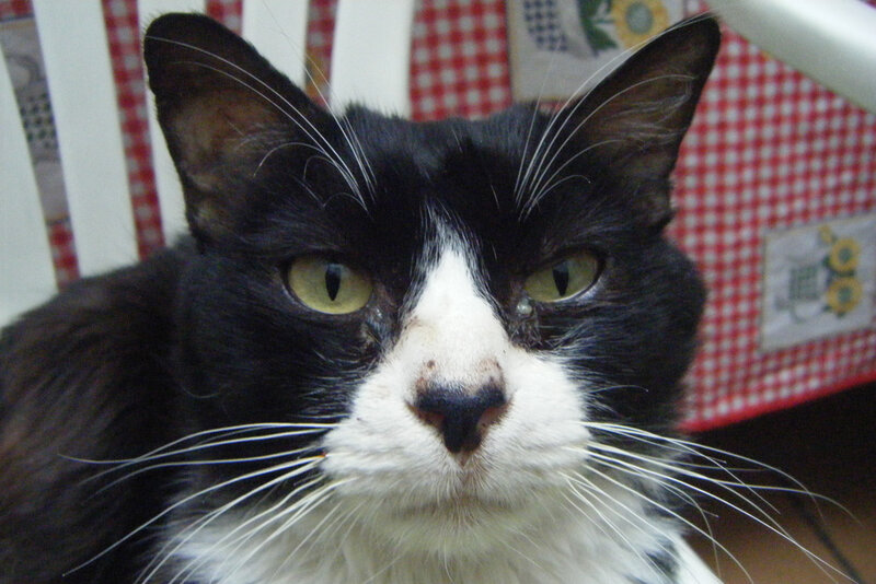 Black and White Cat — Calm, Photograph, Whiskers, Checkered Fabric