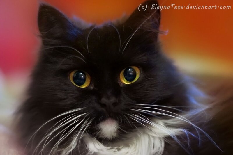 Black and White Cat — Calm, Photograph, Whiskers, Eyes, Background