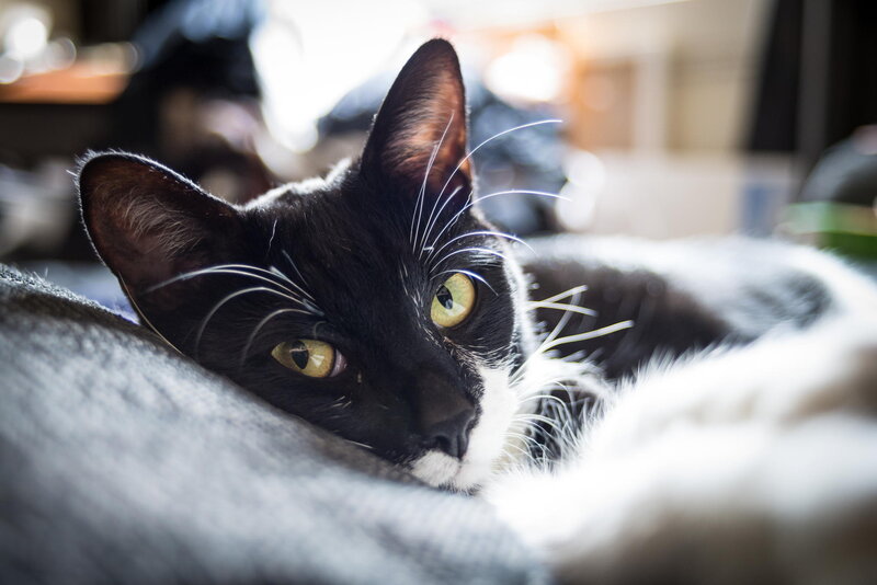 Black and White Cat — Calm, Photograph, Whiskers, Eyes, Blanket