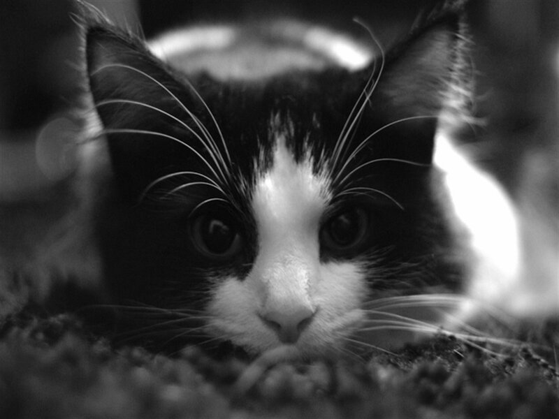 Black and White Cat — Calm, Photograph, Whiskers, Eyes, Carpet