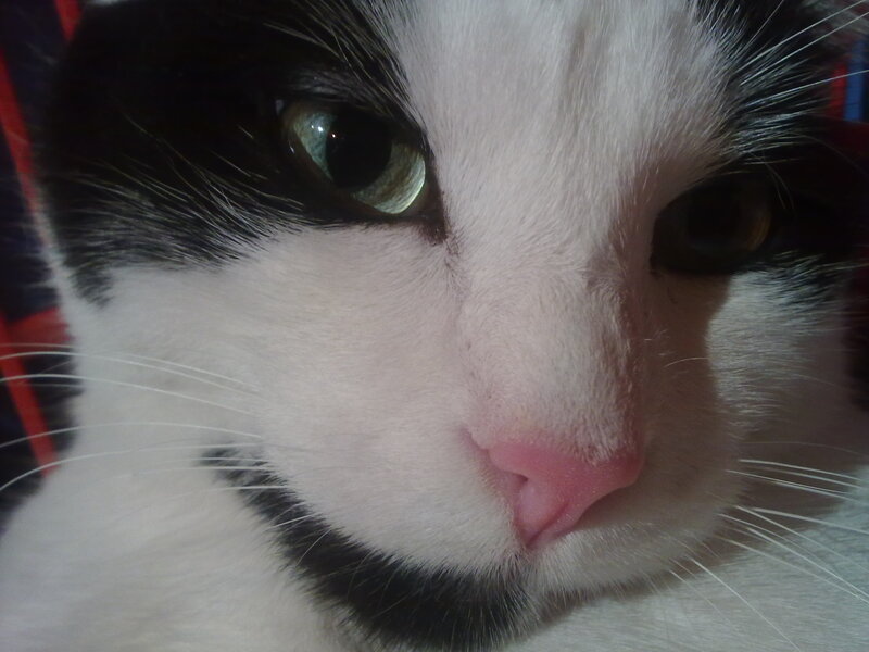 Black and White Cat — Calm, Photograph, Whiskers, Eyes, Fabric
