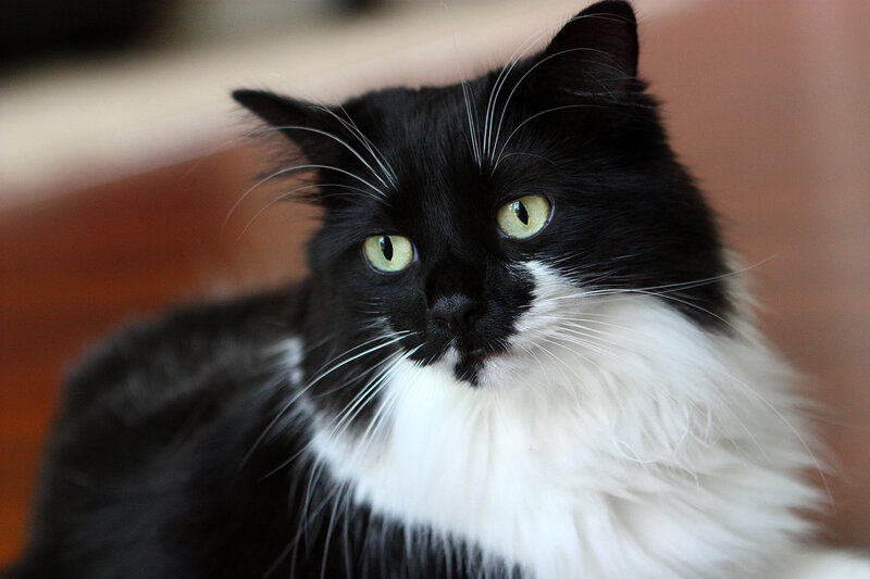 Black and White Cat — Calm, Photograph, Whiskers, Eyes, Fur