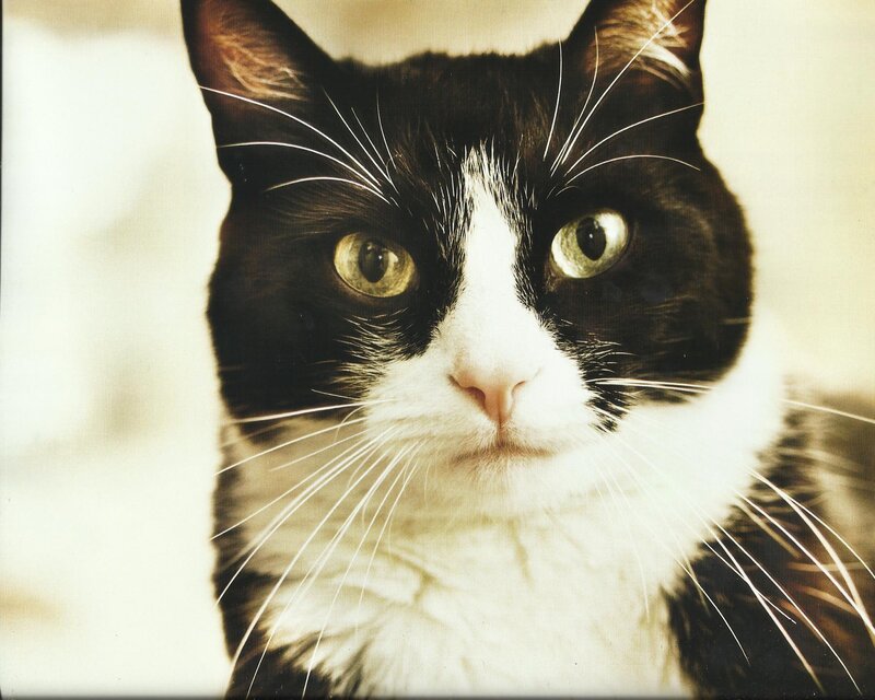 Black and White Cat — Calm, Photograph, Whiskers, Eyes, Nose