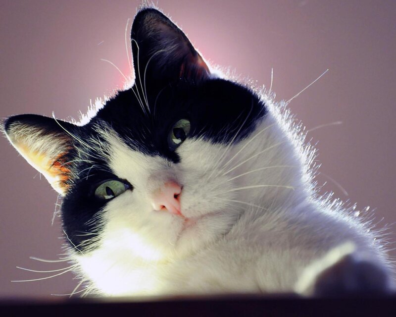 Black and White Cat — Calm, Photograph, Whiskers, Eyes
