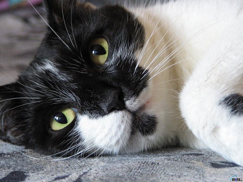 Black and White Cat — Calm, Photograph, Whiskers, Green Eyes