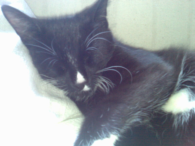 Black and White Cat — Calm, Photograph, Whiskers