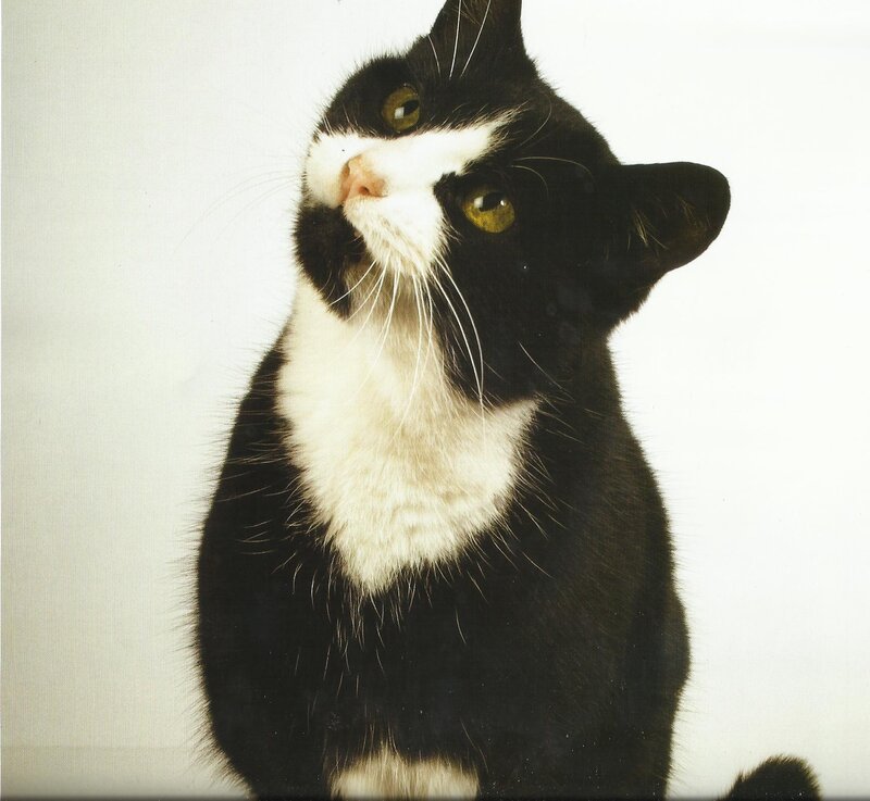 Black and White Cat — Calm, Photograph, White Background