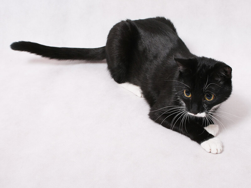 Black and White Cat — Calm, Photograph, White Surface
