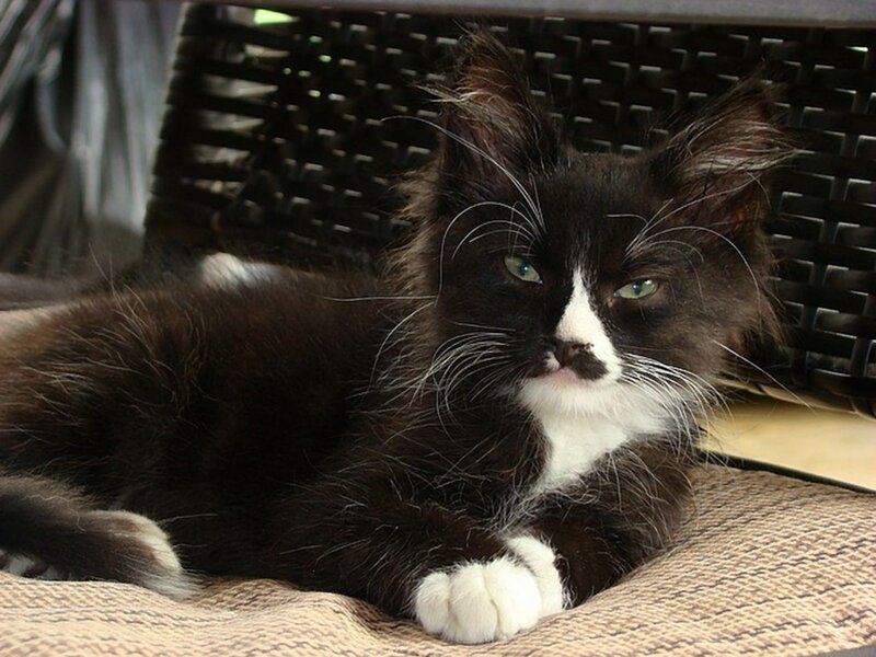 Black and White Cat — Calm, Photograph, Wicker Chair