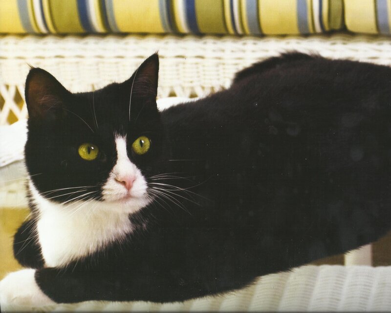 Black and White Cat — Calm, Photograph, Wicker Furniture