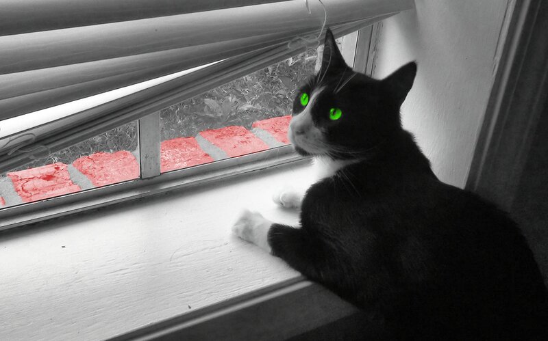 Black and White Cat — Calm, Photograph, Window, Blinds, Brick Wall