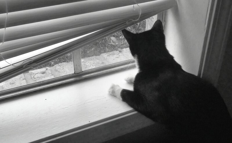 Black and White Cat — Calm, Photograph, Window, Blinds