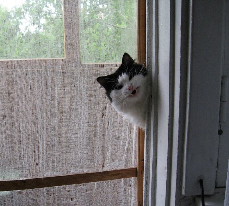 Black and White Cat — Calm, Photograph, Window, Curtain
