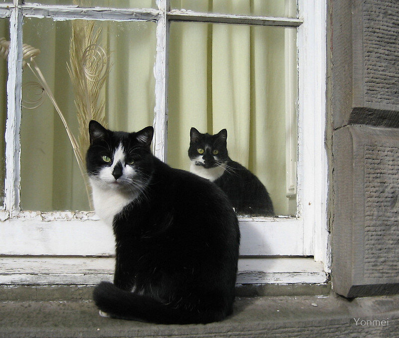 Black and White Cat — Calm, Photograph, Window