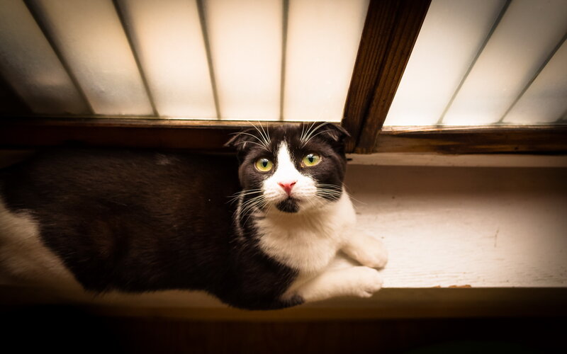 Black and White Cat — Calm, Photograph, Window, Whiskers