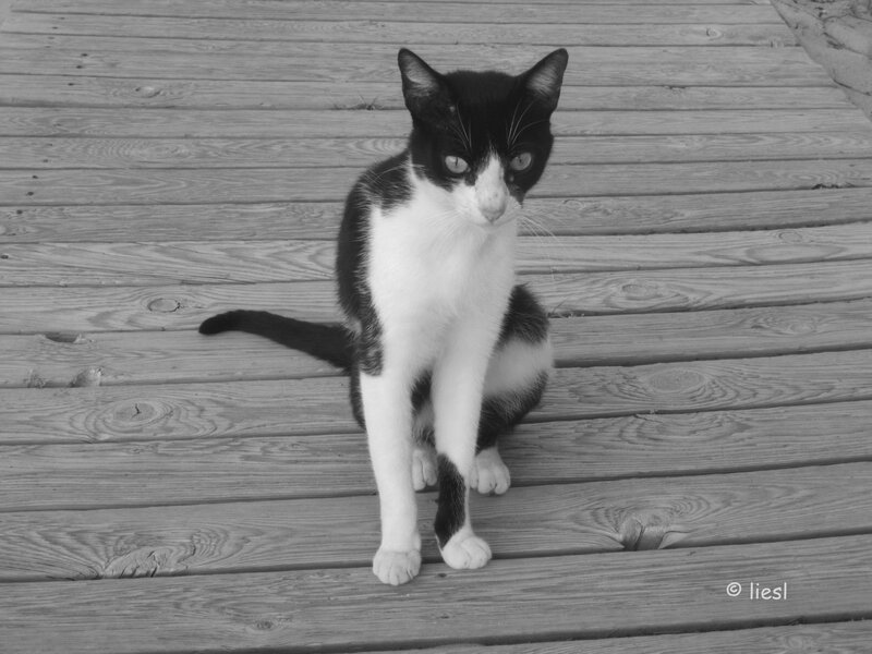 Black and White Cat — Calm, Photograph, Wooden Deck
