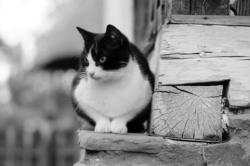 Black and White Cat — Calm, Photograph, Wooden Structure, Stone Step