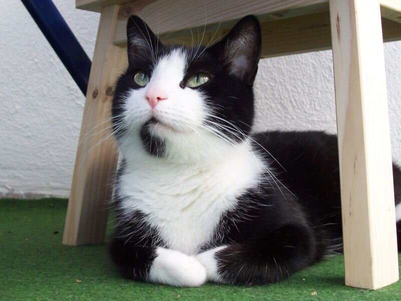 Black and White Cat — Calm, Photograph, Wooden Structure