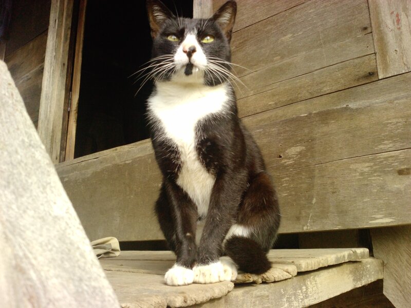 Black and White Cat — Calm, Photograph, Wooden Structure, Window