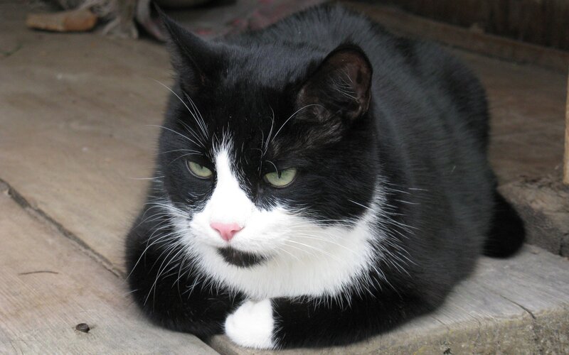 Black and White Cat — Calm, Photograph, Wooden Surface