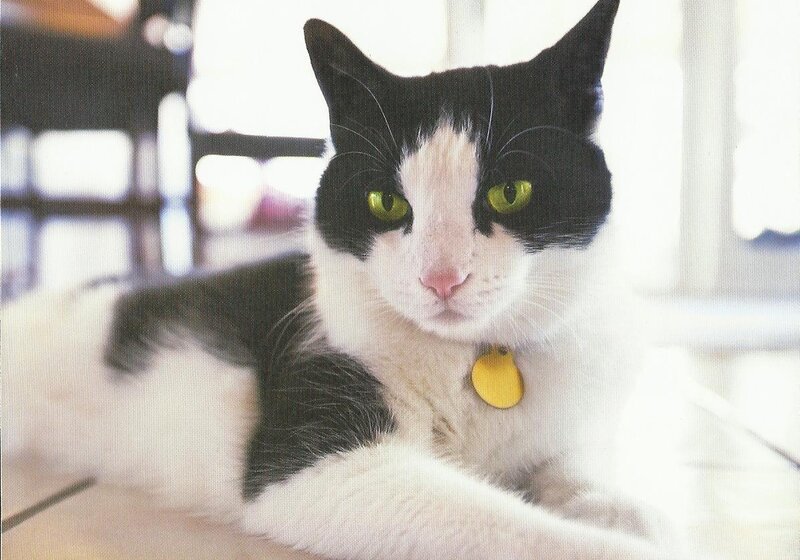 Black and White Cat — Calm, Photograph, Yellow Tag