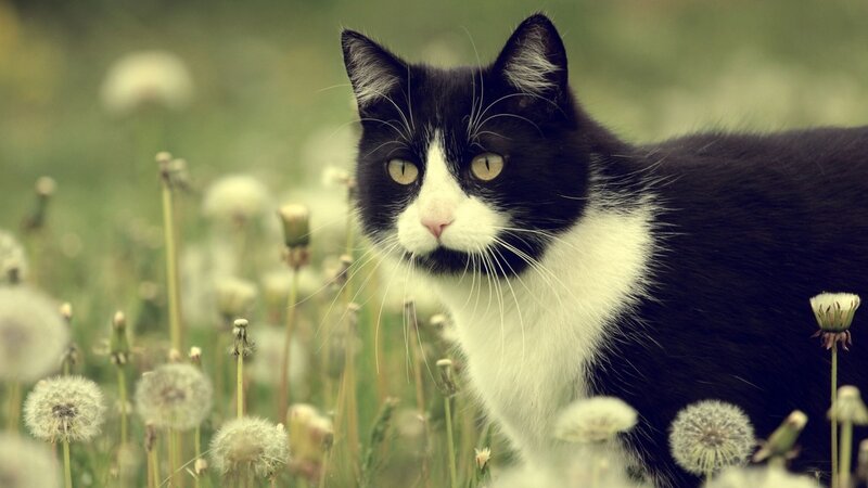 Black and White Cat — Calm, Spring, Photograph, Dandelions, Grass