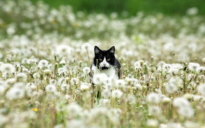Black and White Cat — Calm, Spring, Photograph, Dandelions