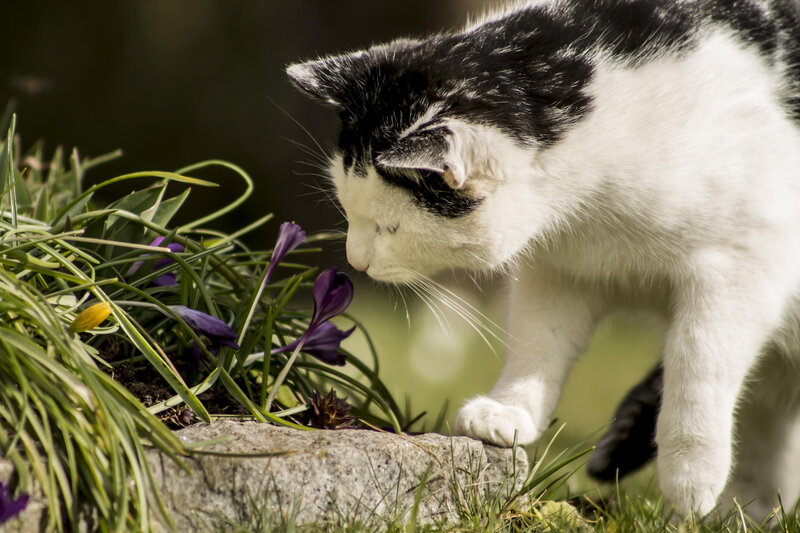 Black and White Cat — Calm, Spring, Photograph, Flowers, Grass
