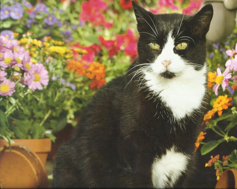 Black and White Cat — Calm, Spring, Photograph, Flowers