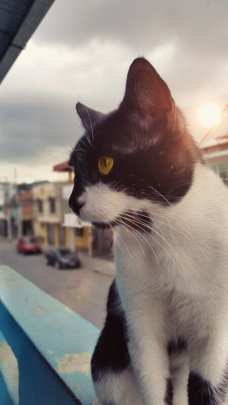 Black and White Cat — Calm, Sunset, Photograph, Building