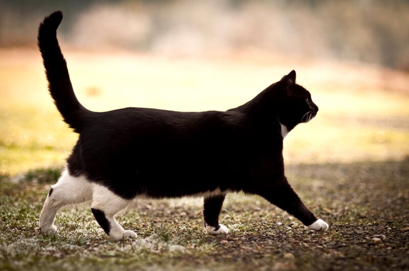 Black and White Cat — Calm, Sunset, Photograph