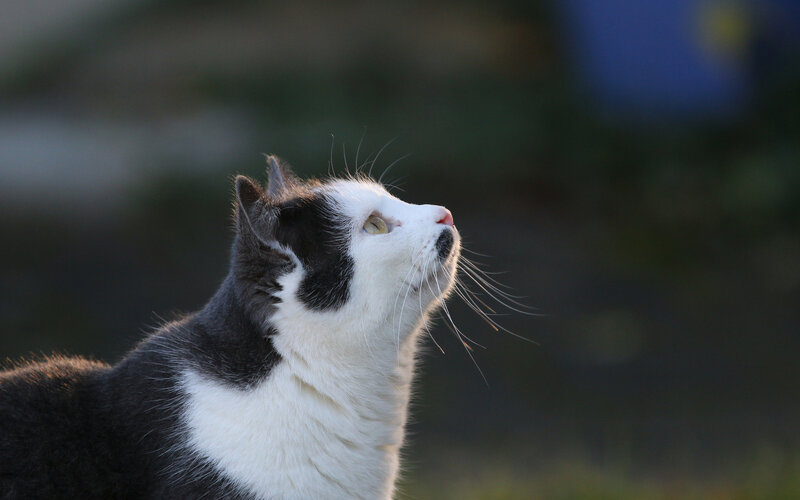 Black and White Cat — Calm, Sunset
