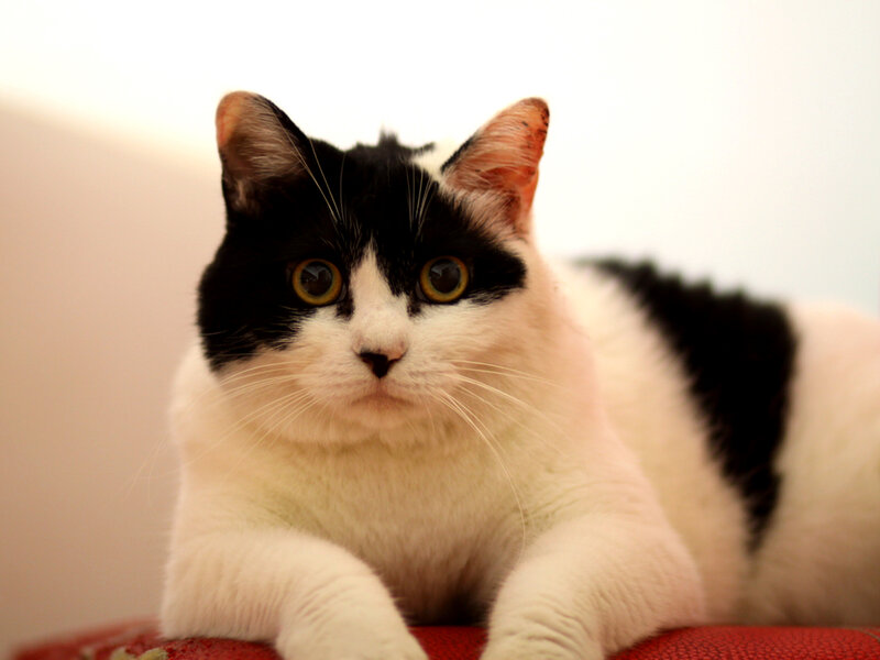 Black and White Cat — Calm