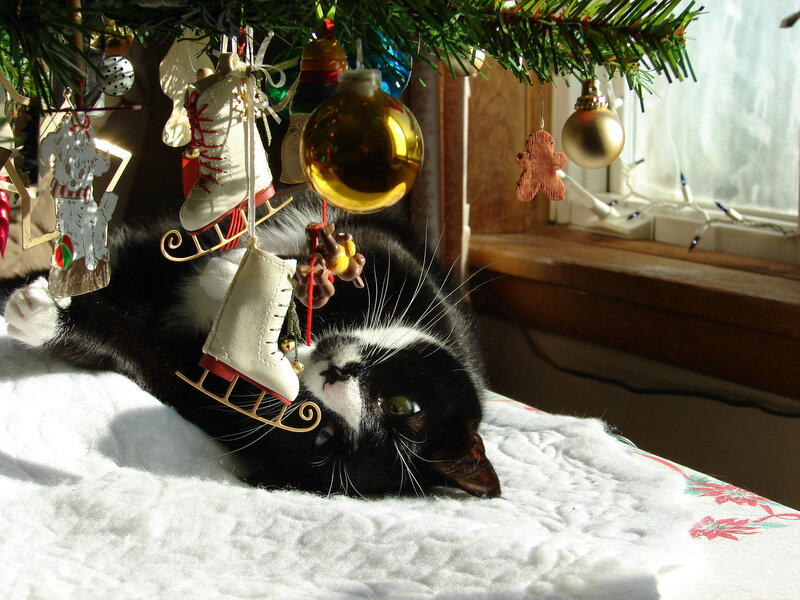 Black and White Cat — Calm, Winter, Photograph, Christmas Tree