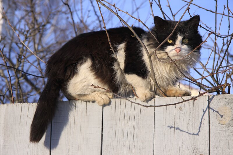 Black and White Cat — Calm, Winter, Photograph, Fence, Branches