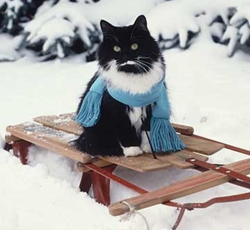 Black and White Cat — Calm, Winter, Photograph, Sled