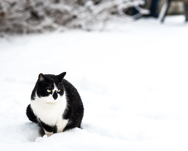 Black and White Cat — Calm, Winter, Photograph, Snow, Bushes