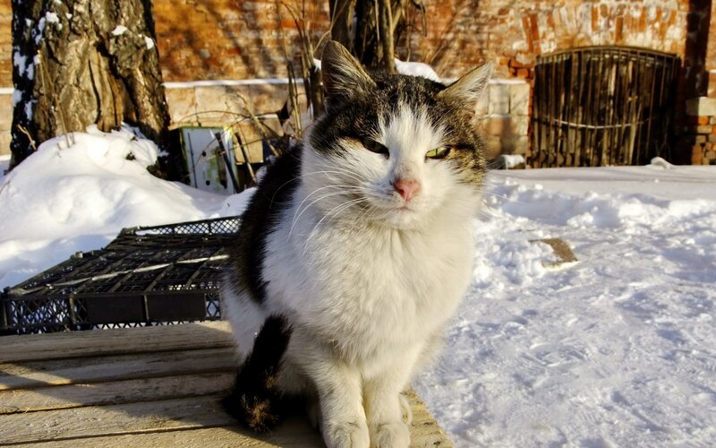 Black and White Cat — Calm, Winter, Photograph, Snow