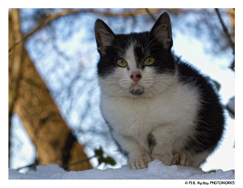 Black and White Cat — Calm, Winter, Photograph