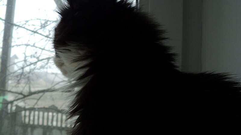 Black and White Cat — Calm, Winter, Photograph, Window