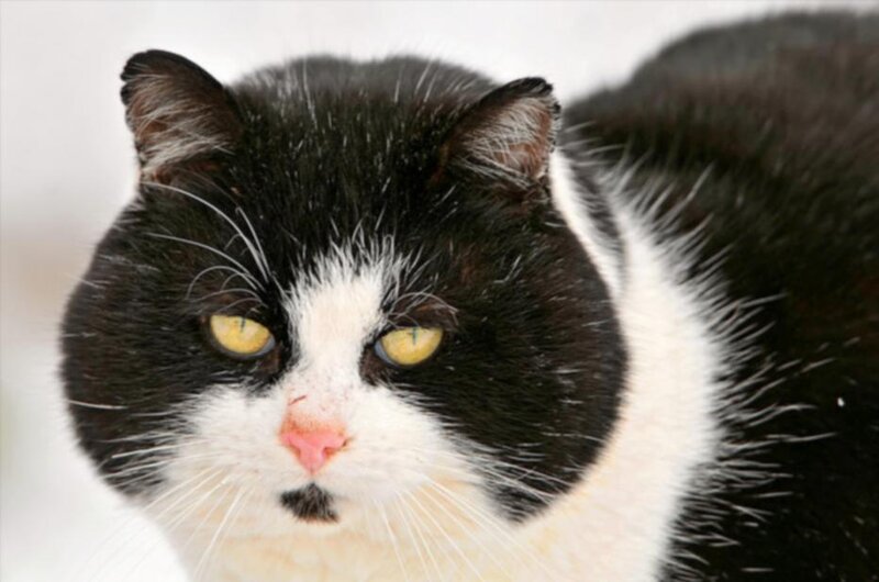 Black and White Cat — Calm, Winter, Photograph, Yellow Eyes